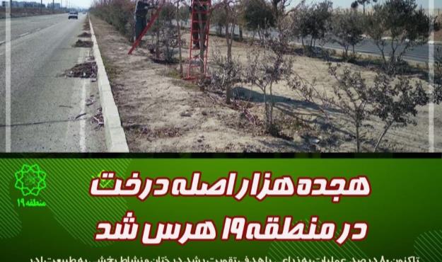  هزار اصله درخت در منطقه ۱۹ هرس شد