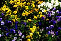 استقبال از نوروز ۱۴۰۱ با کاشت ۱۱ هزار مترمربع گل های بهاری در منطقه ۱۳