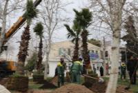 کاشت نخل های کهنسال به یاد شهدا در منطقه ۱۳ همزمان با آغاز جشنواره شهید باکری