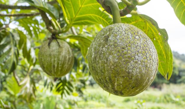 وقتی تهرانیها از درختان «نان» میچیدند!