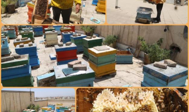 اجرای طرح زنبورداری شهری در محله کیانشهر منطقه ۱۵