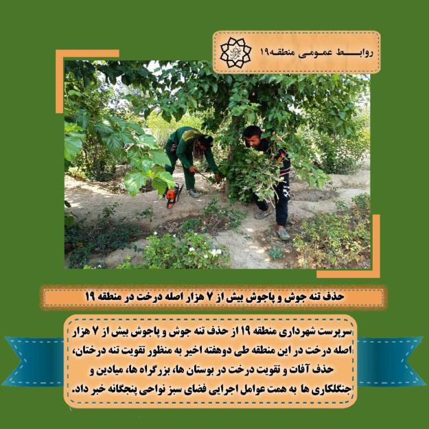  حذف تنه جوش و پاجوش بیش از ۷ هزار اصله درخت در منطقه ۱۹