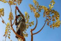 پیشرفت ۱۵درصدی عملیات هرس درختان در منطقه هشت