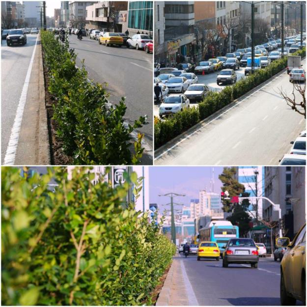اجرای مسیر پرچین سبز در رفيوژ ميانی خیابان های منطقه شش