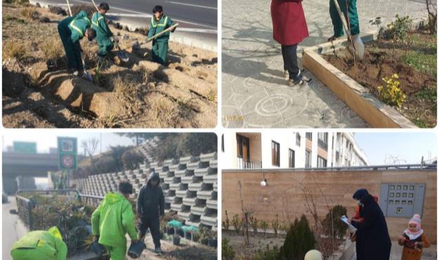 غرس ۴۴هزار درختچه و ۲ هزار نهال مثمر در منطقه ۲۱ تهران