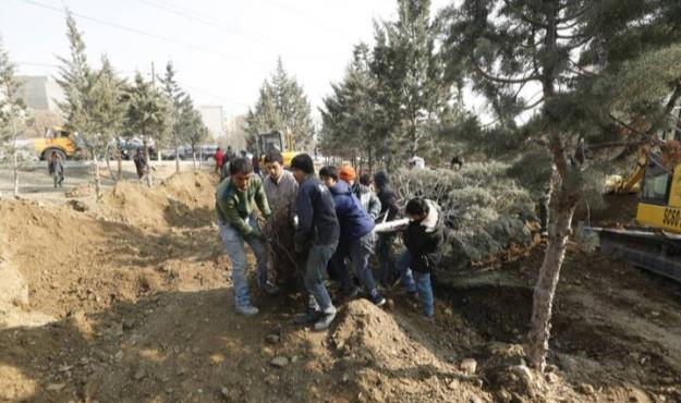 جا به جایی درختان در حجم بالا بر اساس اخذ رای ماده ۷ و از طریق متخصصان