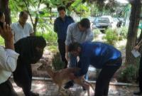 نجات بچه آهوی زخمی از تله شکارچیان توسط حریم بانان شهرداری منطقه۱۳