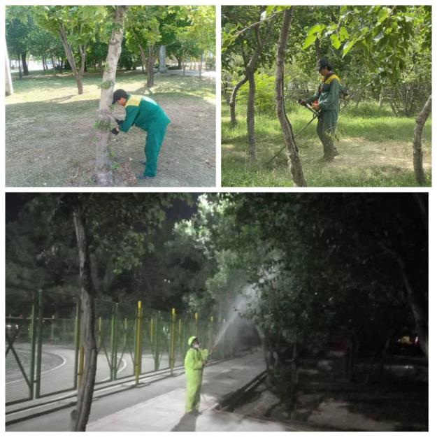 اجرای عملیات آبشویی شبانه برای کنترل عوامل خسارت زا به درختان منطقه ۱۹