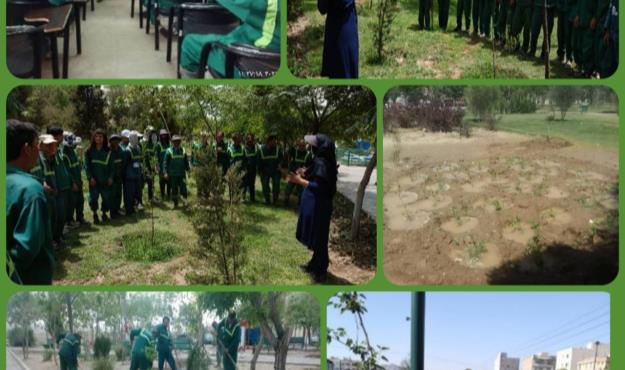 اجرای عملیات اصلاح و تشتک گذاری درختان منطقه ۱۵