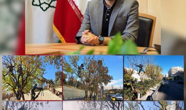 آغاز هرس ۶۰ هزار اصله درخت در معابر و بوستان های مرکز شهر تهران/ فضای سبز شهری منطقه۶ برای بارش های زمستانی آماده...