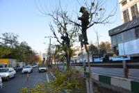 هرس ۲۵ هزار اصله درخت در معابر شهری منطقه یک