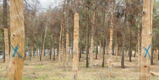 قطع درختان و ساخت و ساز در سرخه حصار صحت ندارد