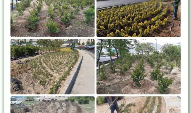 اجرای طرح بازپیرایی فضای سبز شهری در منطقه ۴