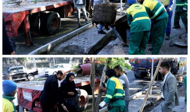 حفظ بافت کهنسال درختان چنار در بوستان نیاوران