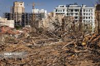 پارک جنگلی چیتگر میان خشکیدگی، آفت و وعدهٔ احیا