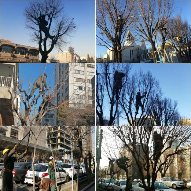 هرس و فرم دهی درختان در فضاهای سبز شهری منطقه ۶