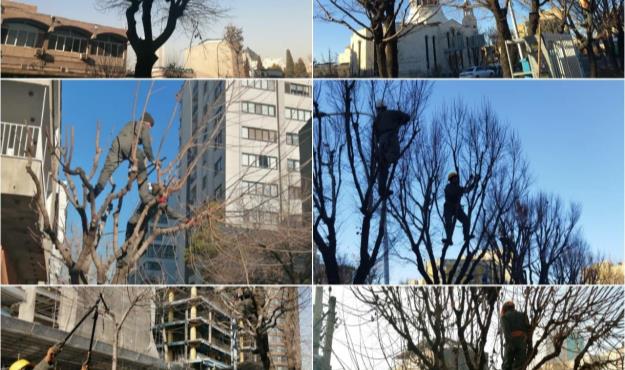 هرس و فرم دهی درختان در فضاهای سبز شهری منطقه ۶
